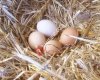 IRMAK Organik Yumurtacılık