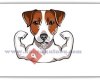 Jack Russell Terrier Yavruları 05323438041
