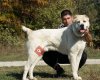 Kafkas Çoban Köpeği & Alabai Türkiye