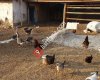 Kanatlı Hayvanlar Alemi