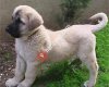 Kangal Kaymakamlığı Kangal Köpek Çiftliği