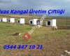 Kangal Üretim Çiftliği