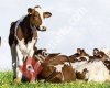 Karabedirler süt üretim çiftliği
