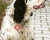 Karadeniz Setter-Pointer Av Köpegi meraklıları