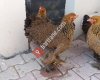 Karaman Hobi Tavukları
