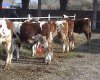 Karapınar Hayvan pazarı alış satışlarınız