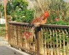 Karpasia Nature House