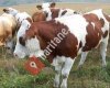Kavaklı Besicilik Ve Canlı hayvan pazarlama