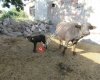 Kayseri Damizlik Manda Yetiştiriciler Birliği