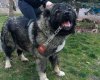 Kayseri Köpek Kulübü
