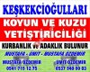 Keşkekcioğullari Koyun Kuzu yetiştiriciliği.