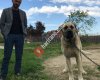 KİLİS  Osmanlı  Kangal Köpekleri