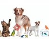 Kirşehir Petshop Canli Hayvan Merkezi