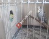 Konya Show & Kıvrık Gagalılar