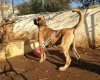 Korkuteli Yörük Çoban Köpekleri Üretim Ciftligi