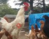 Köy Lezzetlerim - Kazdağlı Gülsüm Ana