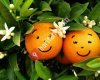 Köyceğiz Portakal Çiçeği Kreşi