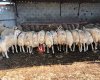 Küçükbaş,adaklık alım satımı kozan