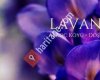 Lavantalya