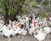 Light Susex, Blue Astrolop, Dark Brahma Kuluçkalık Yumurta ve Civciv