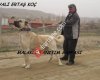 Malakli vs kangal net