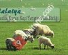 Malatya İli Damızlık Koyun Keçi Yetiştiricileri Birliği