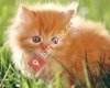 Malipet Bakırköy Petshop | Kedi Maması, Köpek Maması
