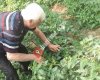 Manavin Yeri Aile Çay Bahçesi