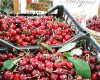 Margaar Kiraz Çiftliği: U Pick Cherries