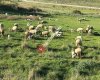 Menemen Koyunu Damızlık Üretim Çiftliği