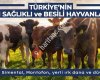 Mert Hayvancılık