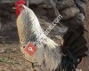 Nigde Bor Organik Horoz,Tavuk ve Yumurta yetiştiriciligi