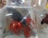 Okyanus Akvaryum Pet Stre