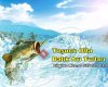 Olta Balık Avı Turları - Göktuğ Yatçılık