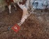 Özgür veterinerlik ltd.şti.