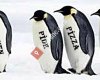 Penguen PİDE Çakirin YERİ