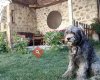 Pergamon Pension