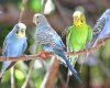 Pet birds production - evcil hayvan kuşları üretimi