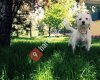 Pet Smile Gölbaşı Köpek Eğitim ve Oteli