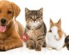 Pet World Canakkale