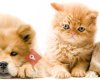 Petklinik Dog's&cat's