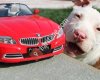 Pitbull TR