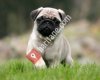Pug Mops Ankara