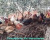 RazaneR Organik Tavuk ve Yumurta Yetiştiriciliği