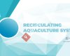Recirculating Aquaculture System