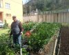 Rize Pala Fidancılık