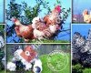 Rize Süs Tavukları