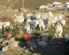 Saanen keçi işletmesi
