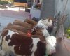 Sakarya hendek hayvan pazarı