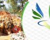 Sandıklı Hüdai Termal & Sağlık Turizmi Geliştirme ve Tanıtım Derneği